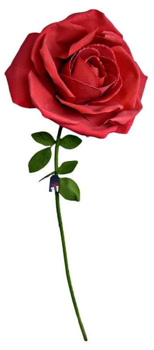 XXL malaking rosas - Mga rosas bilang regalo para sa isang babae