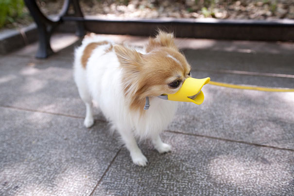 quack dog muzzle