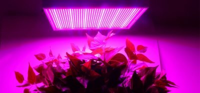 LED grow lampara
